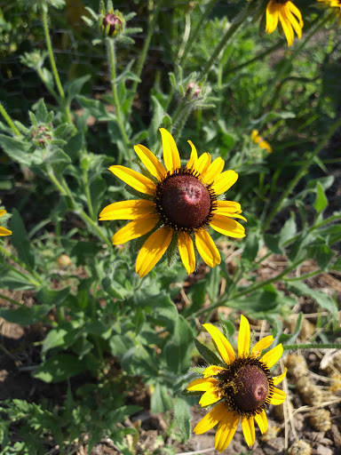 Shiloh Field Community Garden image 10