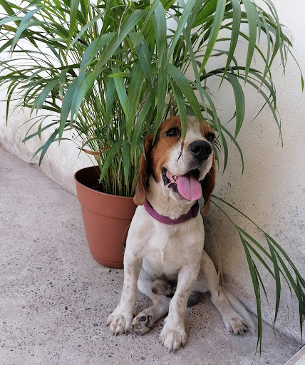 Señor Mascota Culiacán