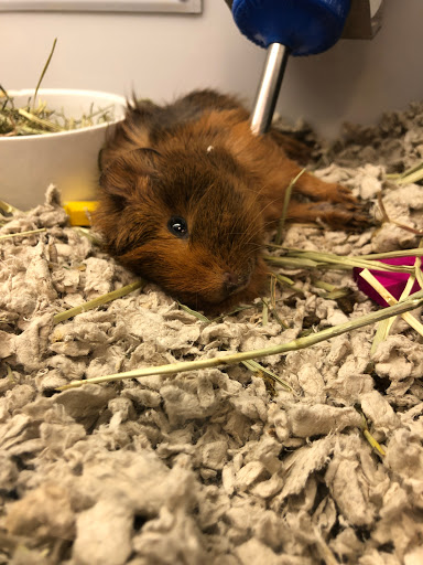 Pet Supply Store «Petco Animal Supplies», reviews and photos, 438 Southbridge St, Auburn, MA 01501, USA