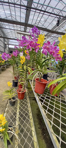 Orquídeas Santo Domingo