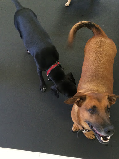 Veterinarian «PetCoral Resort and Veterinary», reviews and photos, 924 Del Prado Blvd, Cape Coral, FL 33990, USA