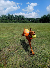 Pal's Pet Services - Photo 9 - Car repair in , Providence