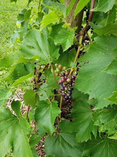Vineyard «Gervasi Vineyard», reviews and photos, 1700 55th St NE, Canton, OH 44721, USA