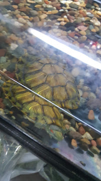 Reptile Island 3 - Photo 9 - Car repair in Stanton, CA, Long Beach