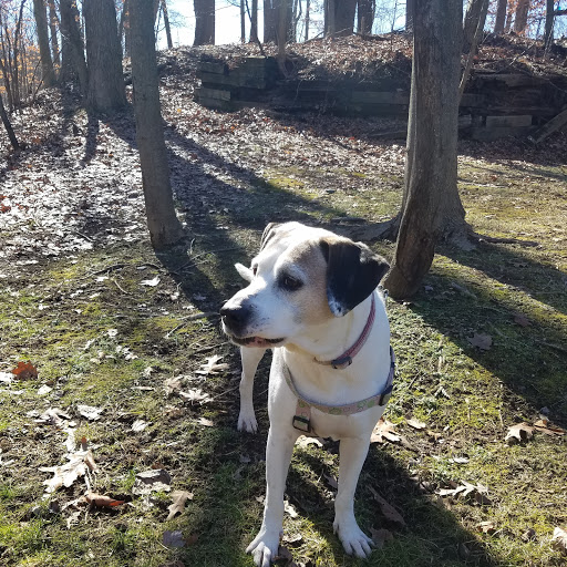 Park «Roosevelt Park», reviews and photos, Roosevelt Dr, Edison, NJ 08837, USA