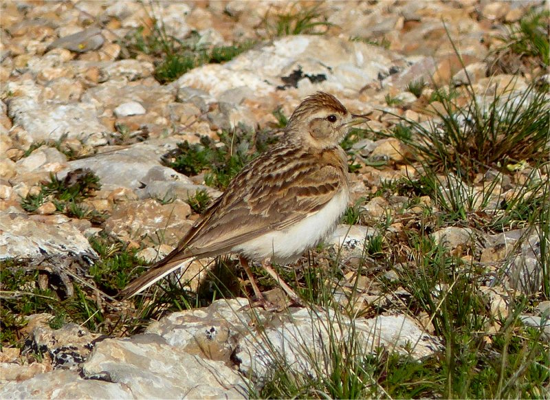 ZEPA Parameras del Alfambra Zona de observación de aves