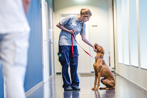Veterinary clinic Ahlen unter Ahlen, Nordrhein-Westfalen