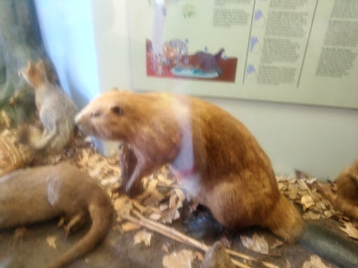 Planetarium «Fernbank Science Center», reviews and photos, 156 Heaton Park Dr, Atlanta, GA 30307, USA