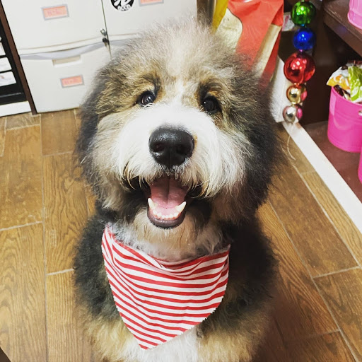 Pet Groomer «Woof Gang Bakery & Grooming Bridgewater», reviews and photos, 732 US-202 #130, Bridgewater, NJ 08807, USA