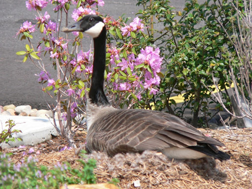 Dance School «Christine Rich Studio Dance Academy», reviews and photos, 1402 Regency Dr W, Savoy, IL 61874, USA