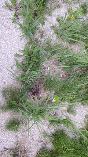 State Park «James Pate Philip State Park», reviews and photos, 2050 W Stearns Rd, Bartlett, IL 60103, USA