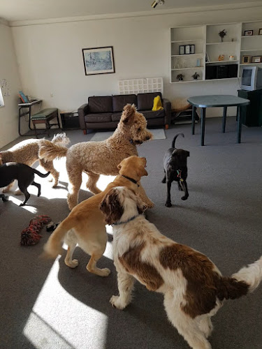 Reviews of Shaggy Range in Havelock North - Dog trainer