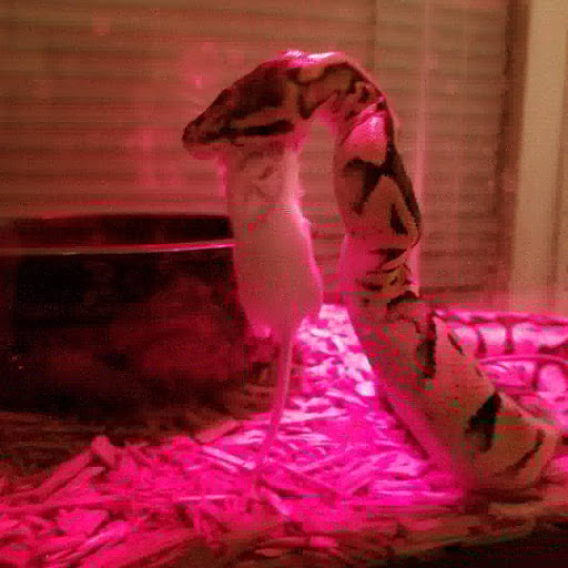 Pet Supply Store «Petco Animal Supplies», reviews and photos, 1150 Concord Ave #160, Concord, CA 94520, USA