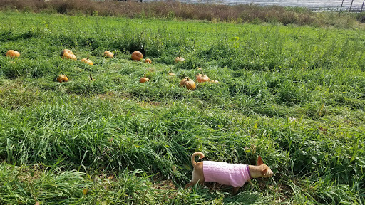 Greenhouse «Stony Hill Gardens», reviews and photos, 8 NJ-24, Chester, NJ 07930, USA