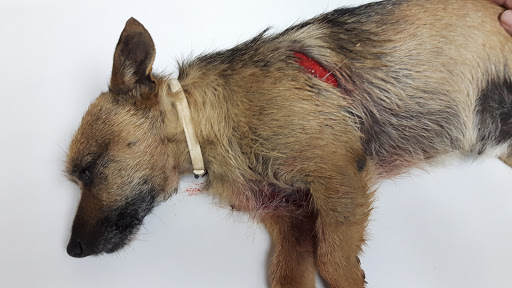 Centro Veterinario Eclipse en Pedralba