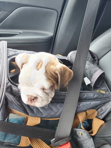 Pet Supply Store «PetSmart», reviews and photos, 5574 West Grand Parkway South, Richmond, TX 77406, USA