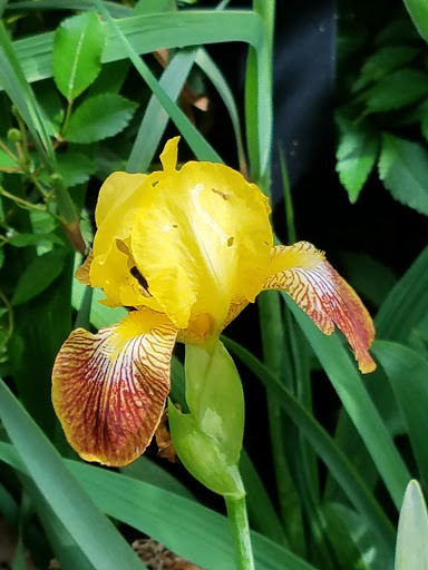 Museum «Voelker Orth Museum», reviews and photos, 14919 38th Ave, Flushing, NY 11354, USA