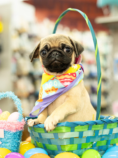 Pet Store «Petland of Plantation», reviews and photos, 801 S University Dr, Plantation, FL 33324, USA