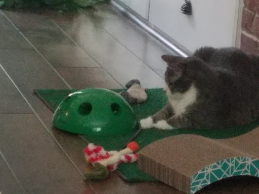 Pet Supply Store «Pet Supplies Plus», reviews and photos, 713 Brandilynn Blvd, Cedar Falls, IA 50613, USA