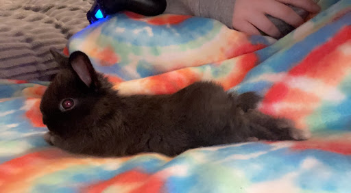 Pet Supply Store «Coastline Pet Supply», reviews and photos, 3530 Northgate Dr, Myrtle Beach, SC 29588, USA