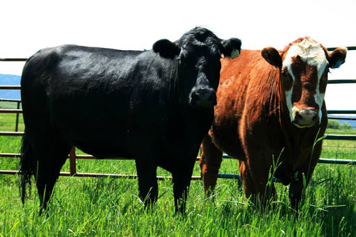 Butcher Shop «Colorado Meat Company», reviews and photos, 51 Beaver Creek Pl #3, Avon, CO 81620, USA