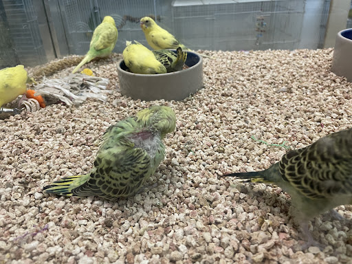 Pet Store «Fosters Exotic Pet Center», reviews and photos, 40116 US Hwy 19 N, Tarpon Springs, FL 34689, USA