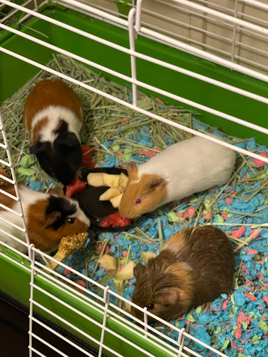 Pet Supply Store «PetSmart», reviews and photos, 142 Woodstock Square Ave, Woodstock, GA 30189, USA