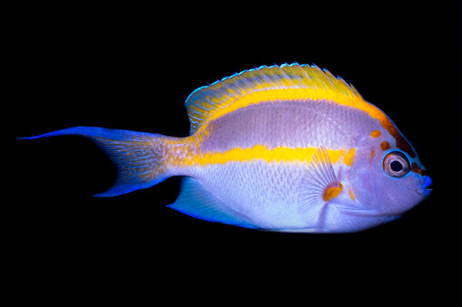 Aquarium «VIP Reef Aquarium», reviews and photos, 16300 SW 137th Ave #121, Miami, FL 33177, USA