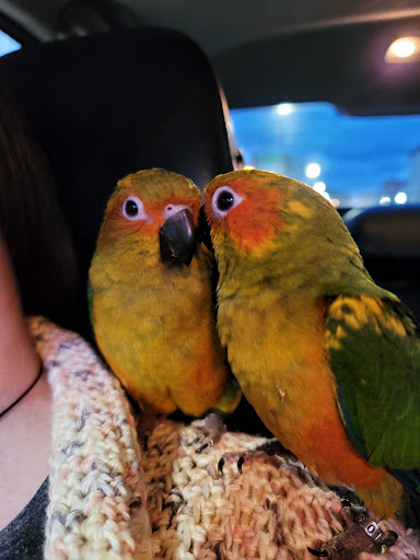 Pet Store «Off The Hook Exotics Pet Shop», reviews and photos, 926 5th Ave, Coraopolis, PA 15108, USA