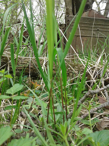 Park «Legion Disc Golf Course», reviews and photos, Boyson Trail, Marion, IA 52302, USA