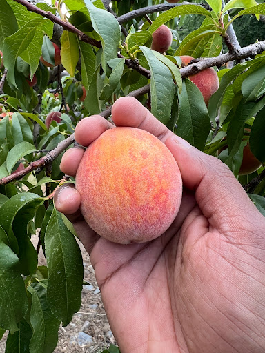 George Hill Orchards