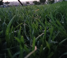 Ivory Regional Park photo