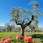 Photo n°8 de l'avis de Simona.i fait le 27/06/2022 à 11:00 sur le  ColleMassari Hospitality à Monte Cucco