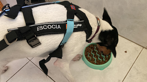 Lenanimal en Ólvega, Soria