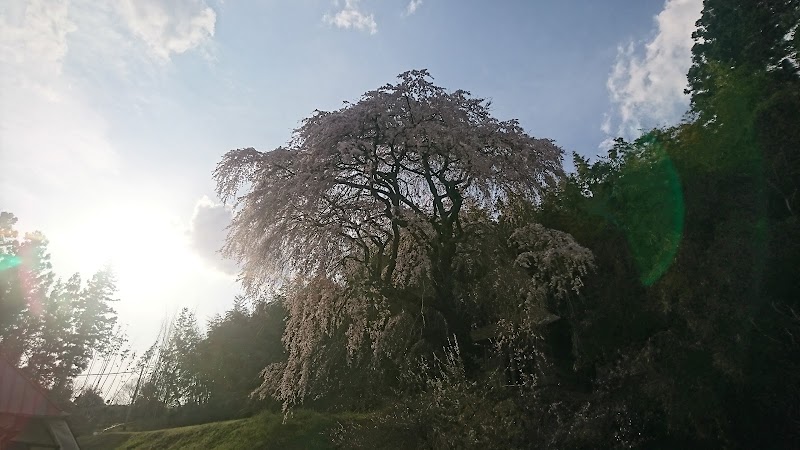 狸森の桜