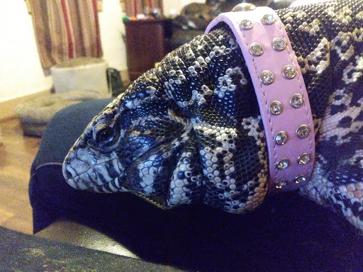 Pet Supply Store «Pet Valu», reviews and photos, 6220 Wilmington Pike D, Sugarcreek Township, OH 45459, USA