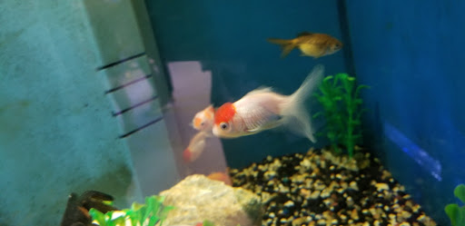 Pet Supply Store «Pet City Pets», reviews and photos, 1254 Ecorse Rd, Ypsilanti, MI 48198, USA