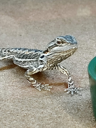 Pet Supply Store «Petco Animal Supplies», reviews and photos, 2373 W Ridge Rd, Greece, NY 14626, USA