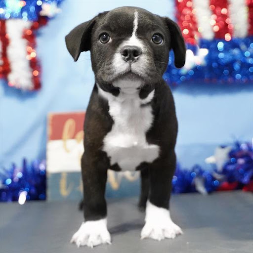 Pet Store «Pet Planet», reviews and photos, 11968 S Redwood Rd, Riverton, UT 84065, USA