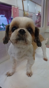 はあとりぃはうすドッグサロン