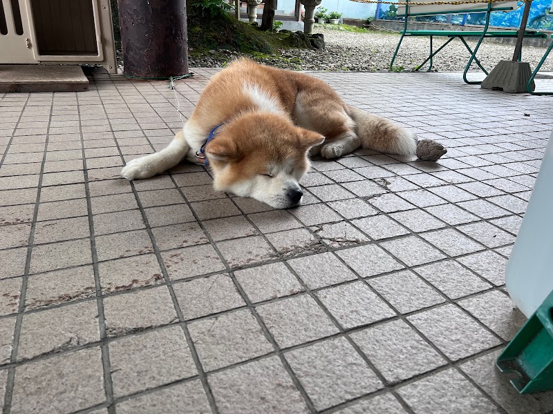 秋田犬見学所