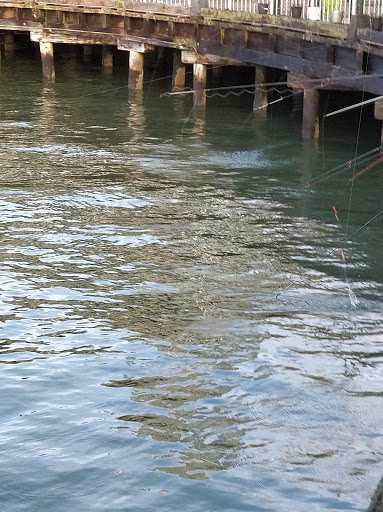 Park «Waterfront Park», reviews and photos, 1401 Alaskan Way, Seattle, WA 98101, USA