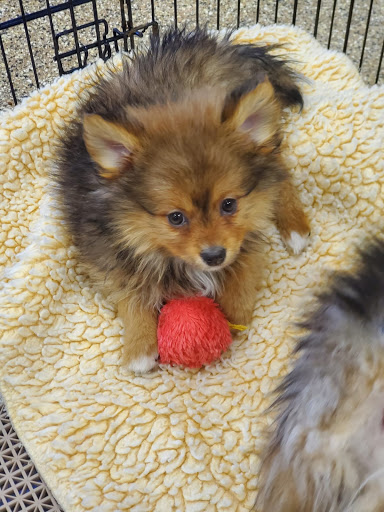 Pet Supply Store «Pet Ranch», reviews and photos, 3823 E 120th Ave, Denver, CO 80233, USA