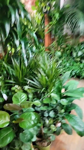 Florist «Plant Safari», reviews and photos, 653 N Central Ave, Upland, CA 91786, USA