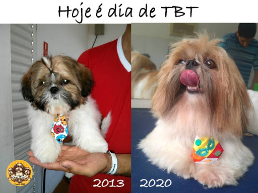 Logo da empresa - Dog World