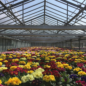 Rupprecht Blumen Gärtnerei Weiherzant 20, 92289 Ursensollen, Deutschland