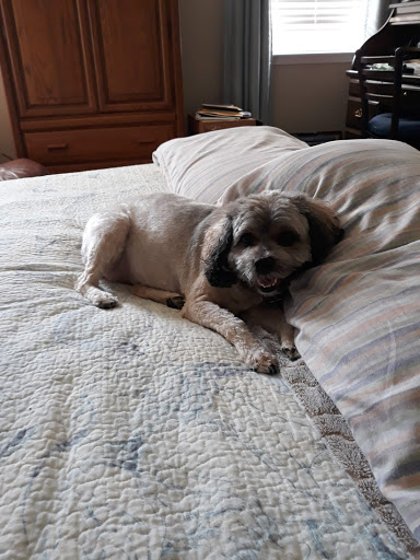 Pet Supply Store «PetSmart», reviews and photos, 1810 Cumming Hwy, Canton, GA 30114, USA