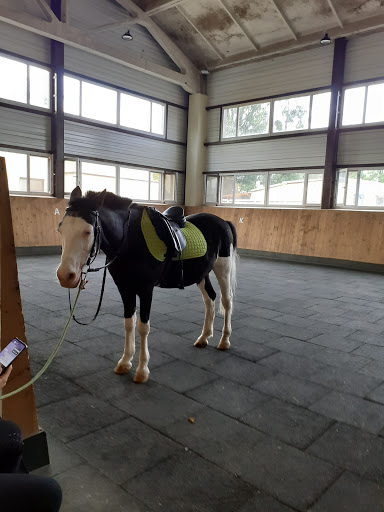 Horse riding lessons Donetsk