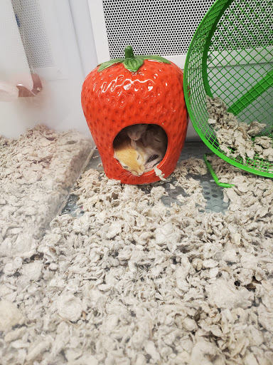 Pet Supply Store «Petco Animal Supplies», reviews and photos, 3165 Alpine Ave NW g, Walker, MI 49544, USA