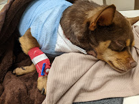 Lafayette Veterinary Care Center - Photo 7 - Car repair in Lafayette, LA, Lafayette